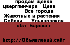 продам щенка цвергпинчера › Цена ­ 15 000 - Все города Животные и растения » Собаки   . Ульяновская обл.,Барыш г.